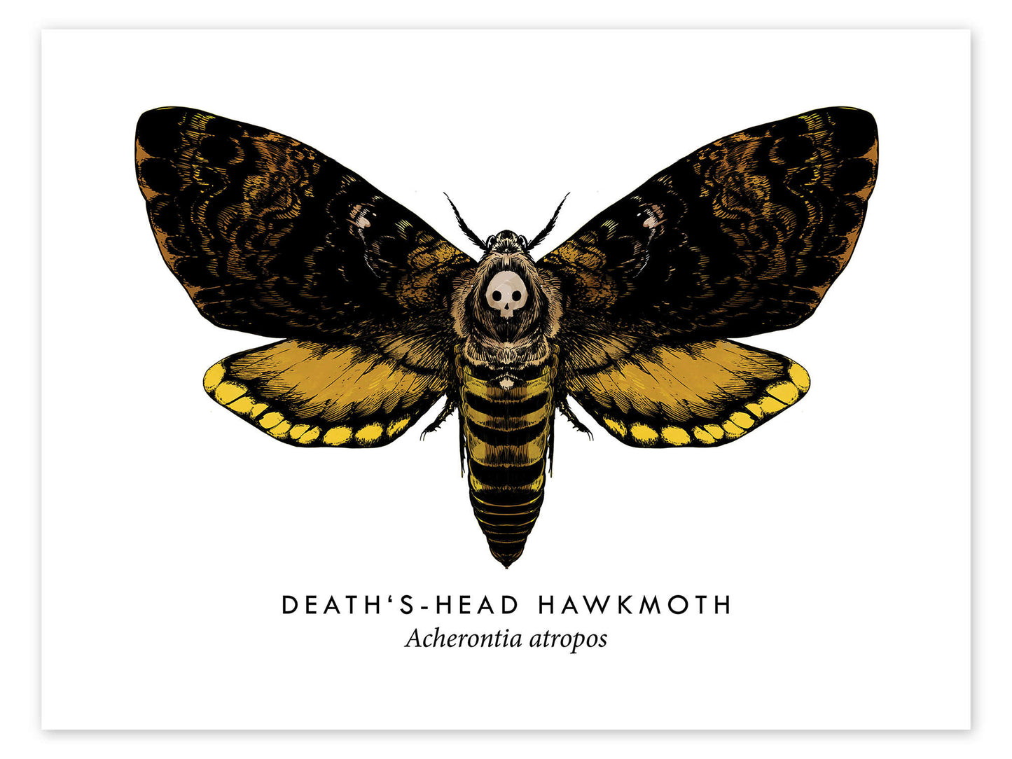 Death's-Head skull small Hawkmoth Pendant Necklace