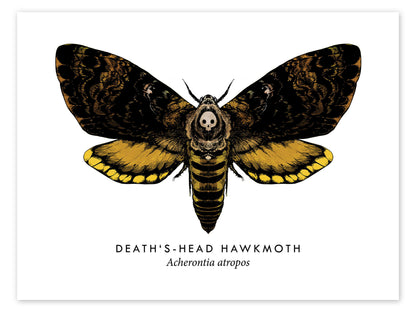 Death's-Head skull small Hawkmoth Pendant Necklace